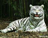 В чем и как встречать Новый Год тигра 2010?!